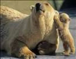 Hayvanlar Alemi Bir Başka Alem