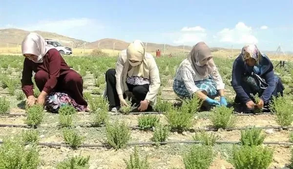 Son dakika: Girişim dünyası parayı oraya yatırdı! O bitkilerden adeta servet kazanıyorlar: İşte son yılların önemli üretim alanları-11