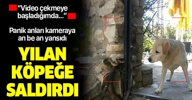 Bursa’da panik anları: Yılan köpeğe saldırdı