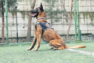 Belçika kurdu Risko 27 ton uyuşturucu ele geçirdi!