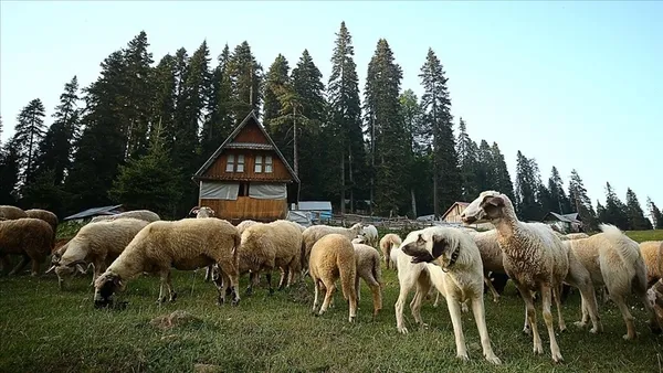 tarim-ve-orman-bakani-bekir-pakdemirli-kurban-bayrami-icin-5-milyon-hayvanimiz-var-1624103783876.jpg Tarım ve Orman Bakanı Bekir Pakdemirli: Kurban Bayramı için 5 milyon hayvanımız var-2
