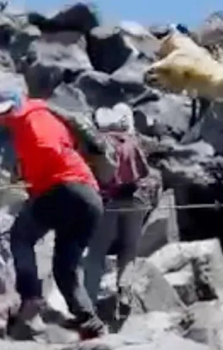Ağrı Dağı'nda korku dolu anlar! Ukraynalı dağcıların karşısına biri albino iki ayı çıktı