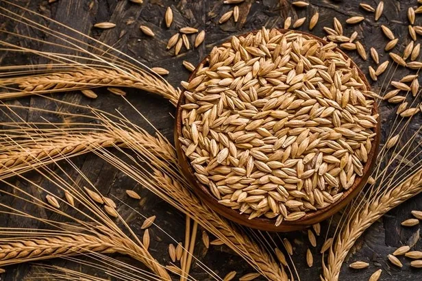 ruyada-arpa-gormek-ne-anlama-gelir-neye-isarettir-ruyada-arpa-ektigini-gormenin-anlami-yorumu-1656421122163.jpg Rüyada arpa ektiğini görmenin anlamı, yorumu - Rüyada arpa görmek ne anlama gelir, neye işarettir?-3