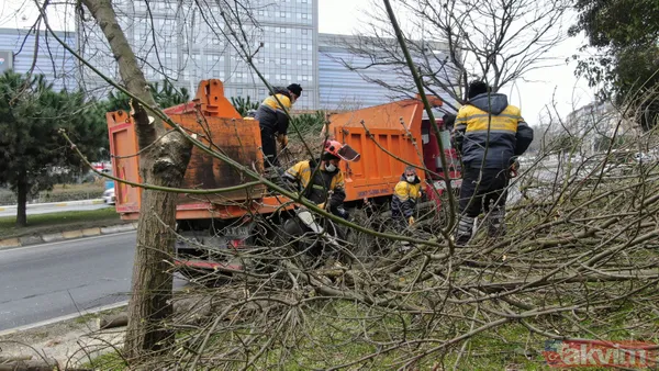 SON DAKİKA: İstanbul için yeni tehlike kapıda! Teke böceği yüzünden 2 ayda 180 ağaç kesildi - 14