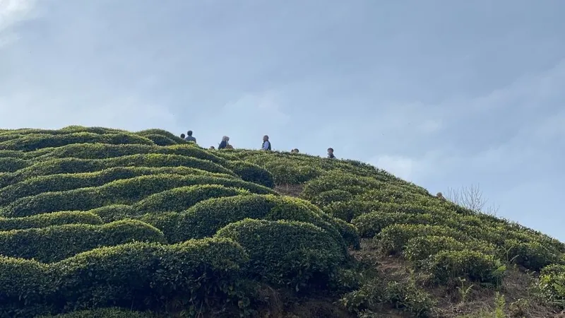 Rize'de çay bahçesinde erkek cesedi bulundu: "Ben 40 yaşındayım köyümde ilk kez böyle bir şeyle karşılaştım"-5