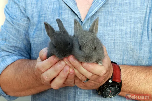 Satışı yasak olan hayvanları internetten satıyorlar - 10