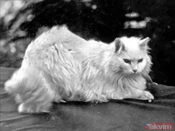 Padişahlar Da Kedilere Büyük İlgi Duyardı. Örneğin Iı. Abdülhamid'in Kedisiyle Olan Samimi İlişkisi Sıkça Anlatılır. Hatta Bu Kedi, Oyun Oynarken Gelip Ortalığı...