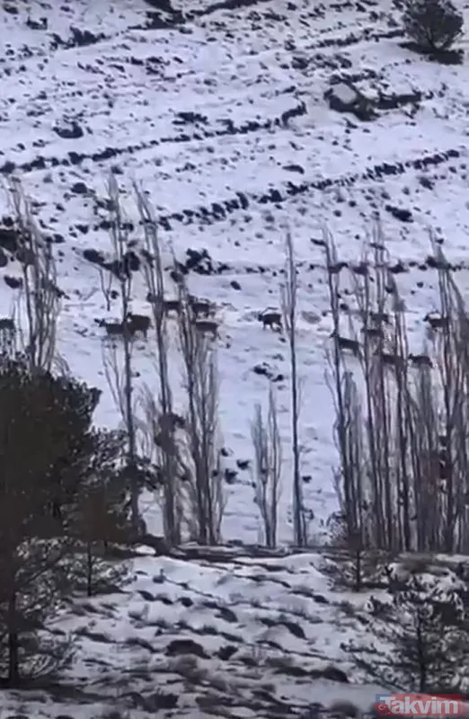 Erzincan'da dağ keçilerini takip eden kurt sürüsü görüntülendi - 4