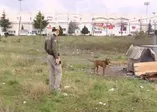 Pitbull cinsi köpek ölüme terk edildi