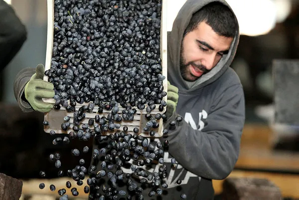 Gıda teröristlerinden akılalmaz hile! Zeytin yerine bakın ne yiyorsunuz!-6