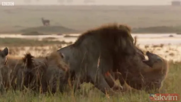 Cesur aslan onlarca sırtlanın arasında girdi! Vahşi doğada şoke eden kare! Sonrasında ise kaçınılmaz ölüm - 26