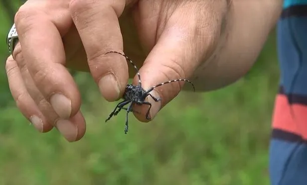 kadikoyu-istila-etmislerdi-eger-oldurulurse-kokudan-durulmuyor-yasarsa-yok-ediyor-1603352138334.jpg Korkutan istila! Eğer öldürülürse kokudan durulmuyor, yaşarsa her şeyi yok ediyor...-6