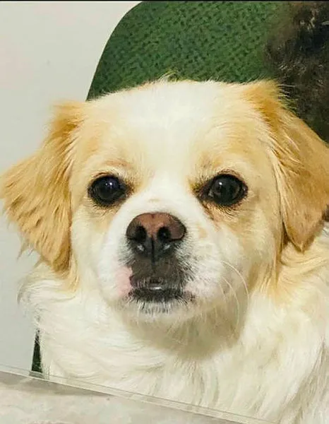 son-dakika-ispanyollar-arastirdi-buldu-kopek-beslemek-ve-ayni-ortamda-durmak-korona-riskini-artiriyor-1605620298731.jpg SON DAKİKA: İspanyollar araştırdı buldu: Köpek beslemek ve aynı ortamda durmak korona riskini artırıyor-3