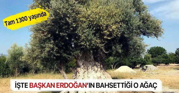 İşte Başkan Recep Tayyip Erdoğan’ın bahsettiği 1300 yaşındaki o zeytin ağacı