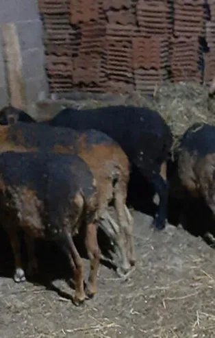 70 hayvan telef oldu