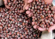 TMO ve Ticaret Borsası fındık desteği hangi tarihte, ne kadar yatacak?