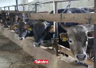 2021 Kurban Bayramı küçükbaş büyükbaş kurbanlık fiyatları ne kadar? İstanbul-Ankara-İzmir dana, koç, koyun fiyatları!