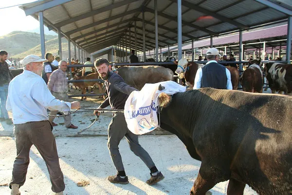 Kurban Bayramı yaklaştı! Şartlar belli oldu! İşte hayvan toplama ve satış yerlerine çalışma izni şartları-5