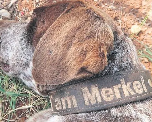 Merkel kızacak