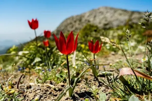 Manisa Lalesi koparana 109 bin lira ceza-2