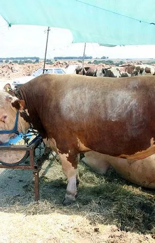 1 tonluk 'Paşa' kurban pazarında ilgi odağı oldu: Değeri tam 75 bin lira