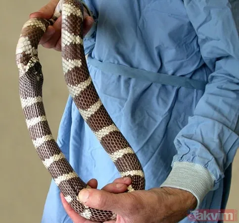 Aslan ve kaplanın (kavgası) karşılaşması hayrete düşürdü! - 13