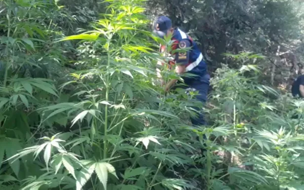 Manisa’da ormanlık araziyi uyuşturucu bahçesine çevirdiler-1