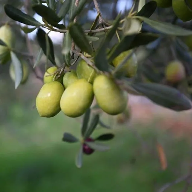 Kalbe zeytin