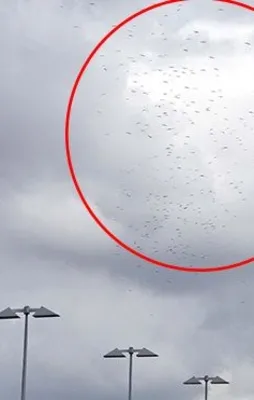Leylekler hava trafiğini olumsuz etkiledi