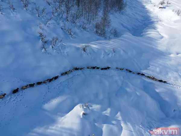 Karlı dağlarda keçilerin zorlu yolculuğu! 2 metreyi bulan karda 6 kilometre... - 1