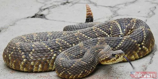 Çıngıraklı yılanın kuyruğundan çıkanlar görenleri şoke etti! Sonrasında ise... - 3