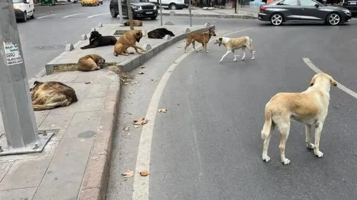 CHP şova gelince var icraatta yok! İzmir’de yalnızca 30 ilçeden 18'inde veteriner işleri müdürlüğü bulunuyor! Antibiyotik bile mevcut değil