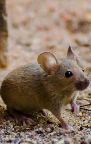 Rüyada fare avlamak ne anlama gelir? Rüyada fare görmek ne anlama gelir?