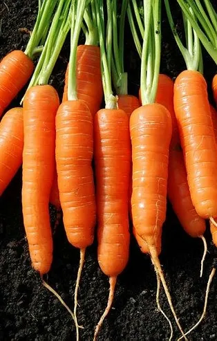 Havuç kalpten anlar! İşte havucun faydaları...