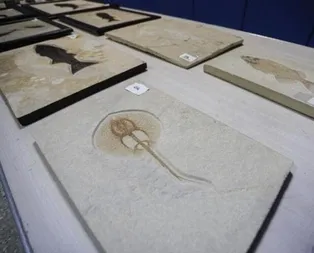 Adnan Oktarın villasında ele geçirilmişti! Milyonlarca yıl öncesine ait çıktı