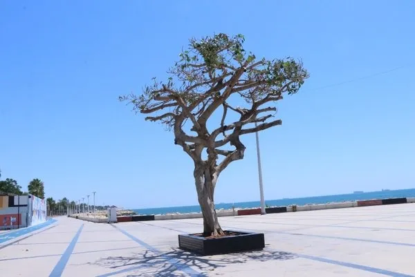 Mersin'deki kurutulan ağaçta CHP kumpası! Fondaş medyası haberini yaptı arkasından CHP'li belediye çıktı-8