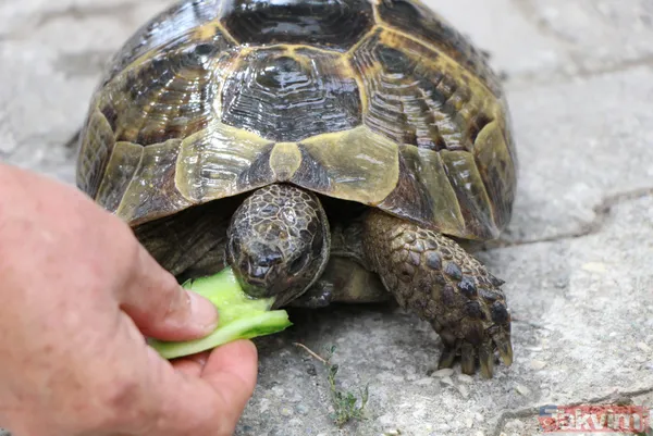 15 yıldır bakıyor! 70 yaşındaki Zekiye Artut 3 kaplumbağa sahibi - 11