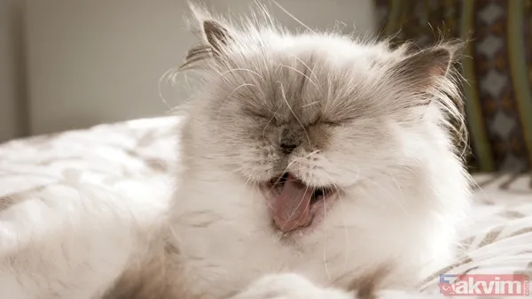 Türkiye sandınız ama değil! 74 milyonla dünyanın en çok kedi besleyen ülkesi açıklandı - 15