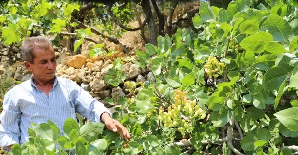 Yakınları kayıp ihbarı yaptı! Zeytin ağacına asılı halde bulundu