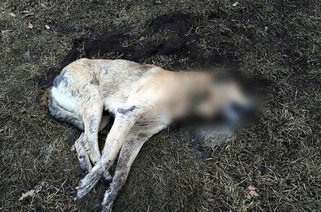 Son dakika: Ankara'da vahşet! 20 sokak hayvanı zehirlenerek öldürüldü