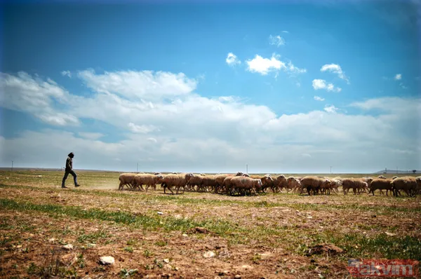 Abi-kardeş kariyerlerini bıraktılar 800 hayvanlı sürü sahibi oldular - 12