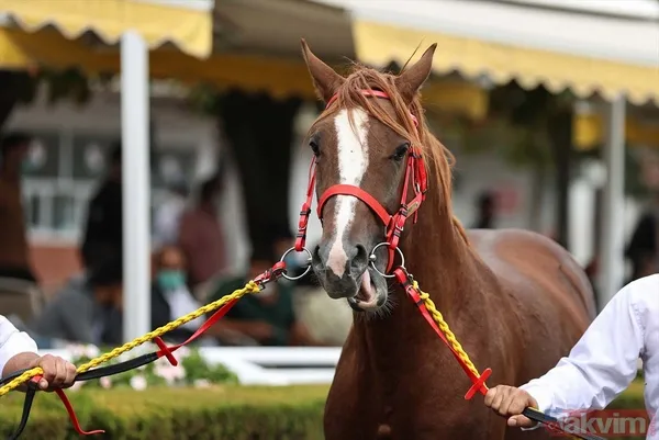 14 at toplamda 4 milyon 640 bin liraya satıldı - 12