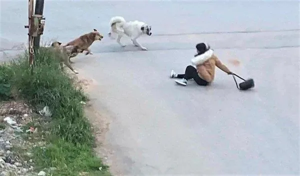 Başkan Erdoğan grup toplantısında duyurmuştu! Türkiye'deki sahipsiz hayvan tartışması ve kuduz vakaları Avrupa'nın da radarında-8