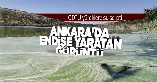 Ankara Eymir Gölü’ndeki görüntülerle ilgili ODTÜ’den açıklama geldi: Tüm dünyada görülüyor normal bir olay