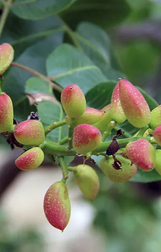 'Yeşil altın'da Cumhuriyet tarihi rekoru