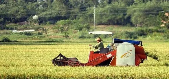 Çin'in doğusundaki Sıhong kentinde arkeologlar, geçen yılın kasım ayında neolitik kalıntıların bulunduğu alanda 8 bin yıl öncesine ait pirinç tarlası buldu