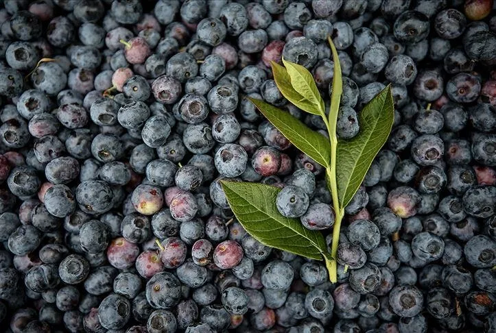 Aklın yolu yaban mersini