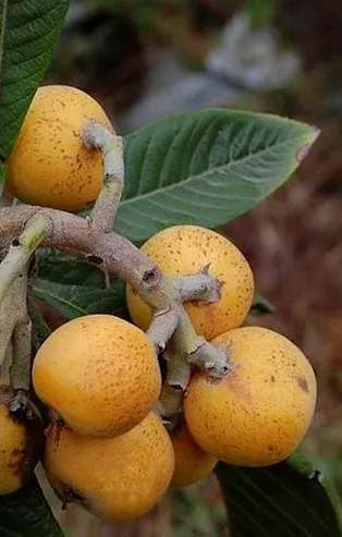 Muşmula taşları döker