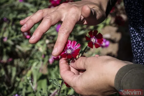 Dünyada sadece Ankara Gölbaşı'nda yetişiyor! 'Sevgi çiçeği' özel koruma altında - 6