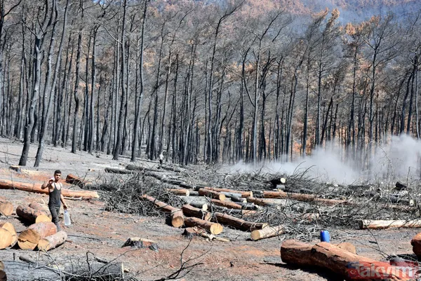 Yanan ormanlar ne olacak? Ağaçlandırma çalışması sonbaharda başlayacak - 6